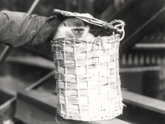 A Monkey in a Hamper at ZSL London Zoo, December 1922